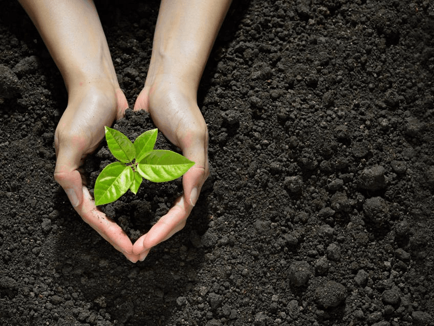Plant 1