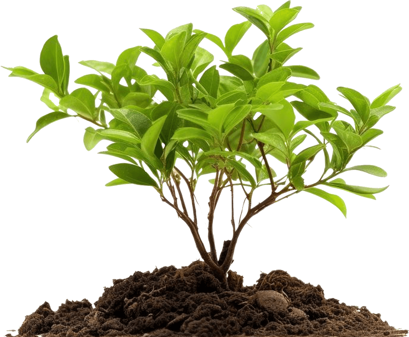 plant