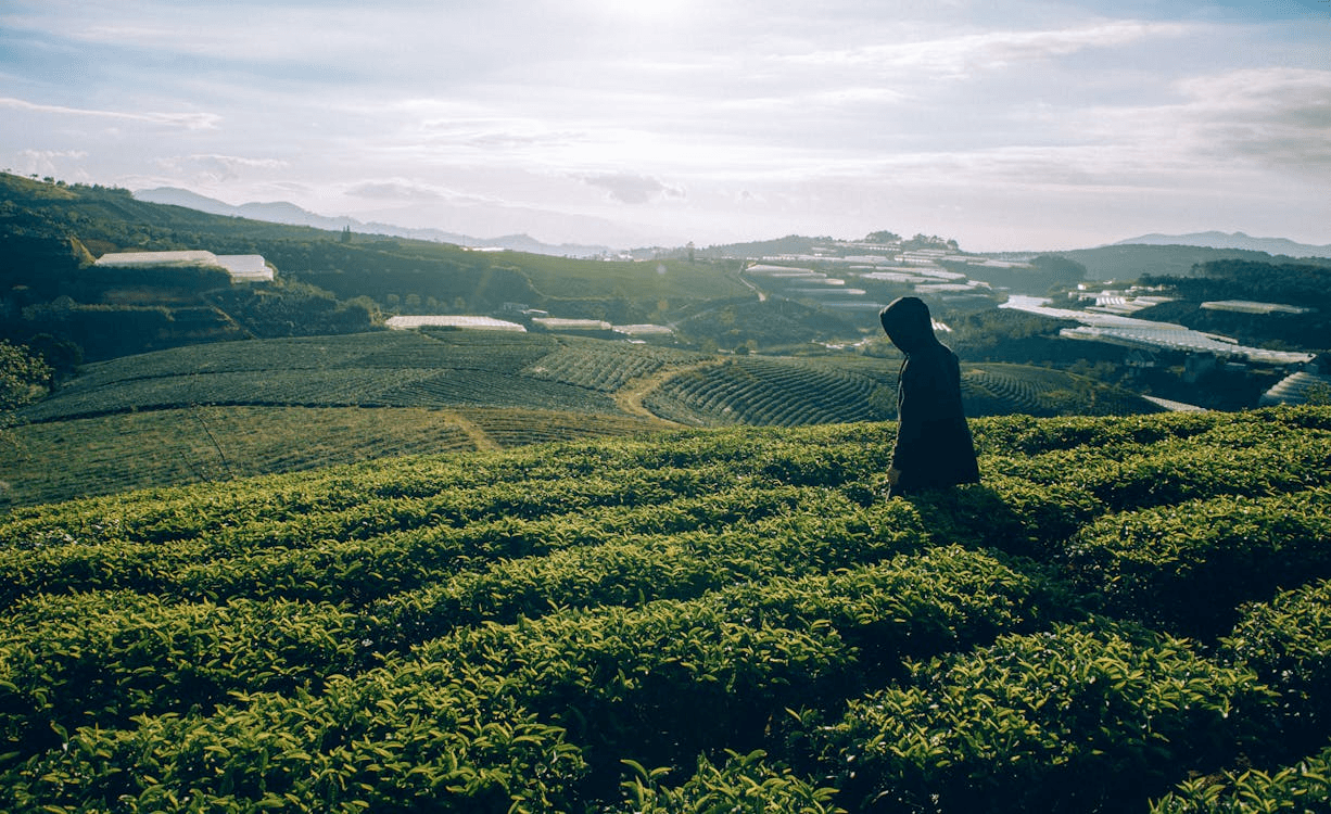 Tea Garden