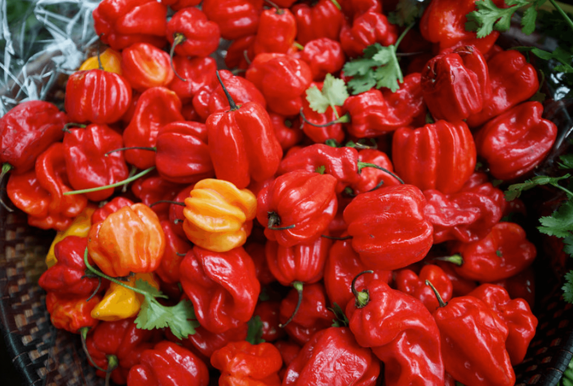 Chilli