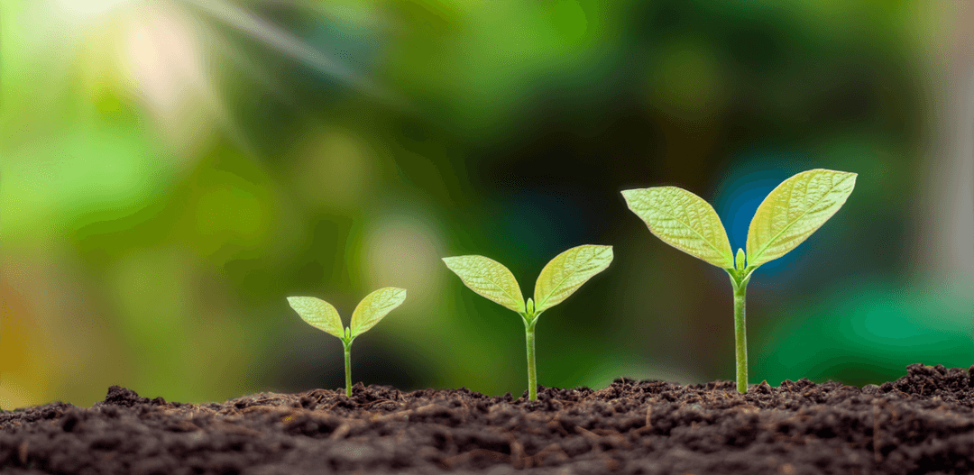 Seedling
