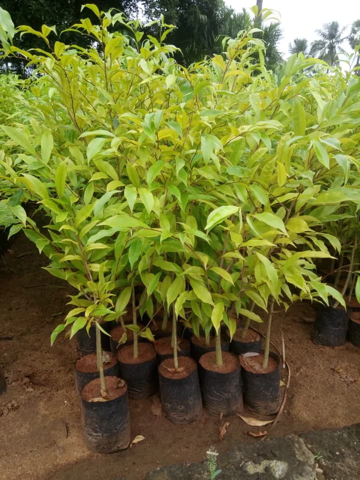 agarwood