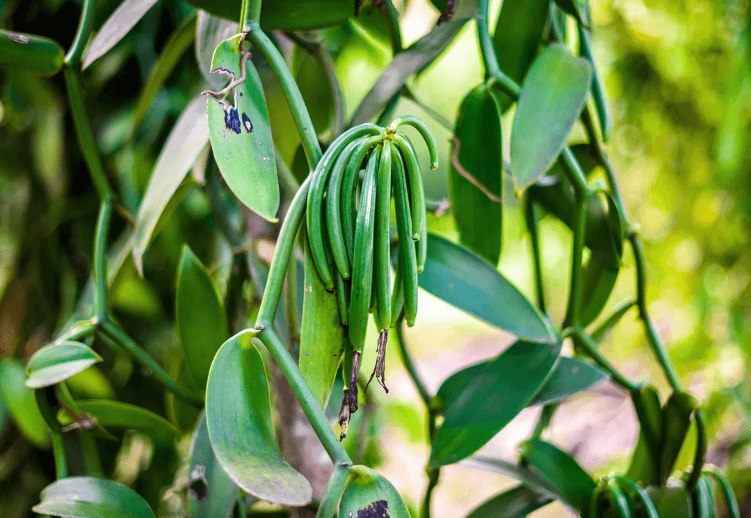 vanila plants